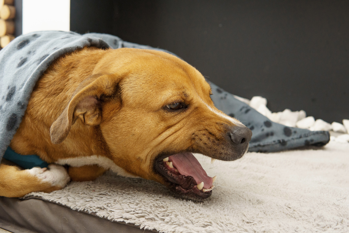 Kennelhoest bij honden: wat moet je weten?