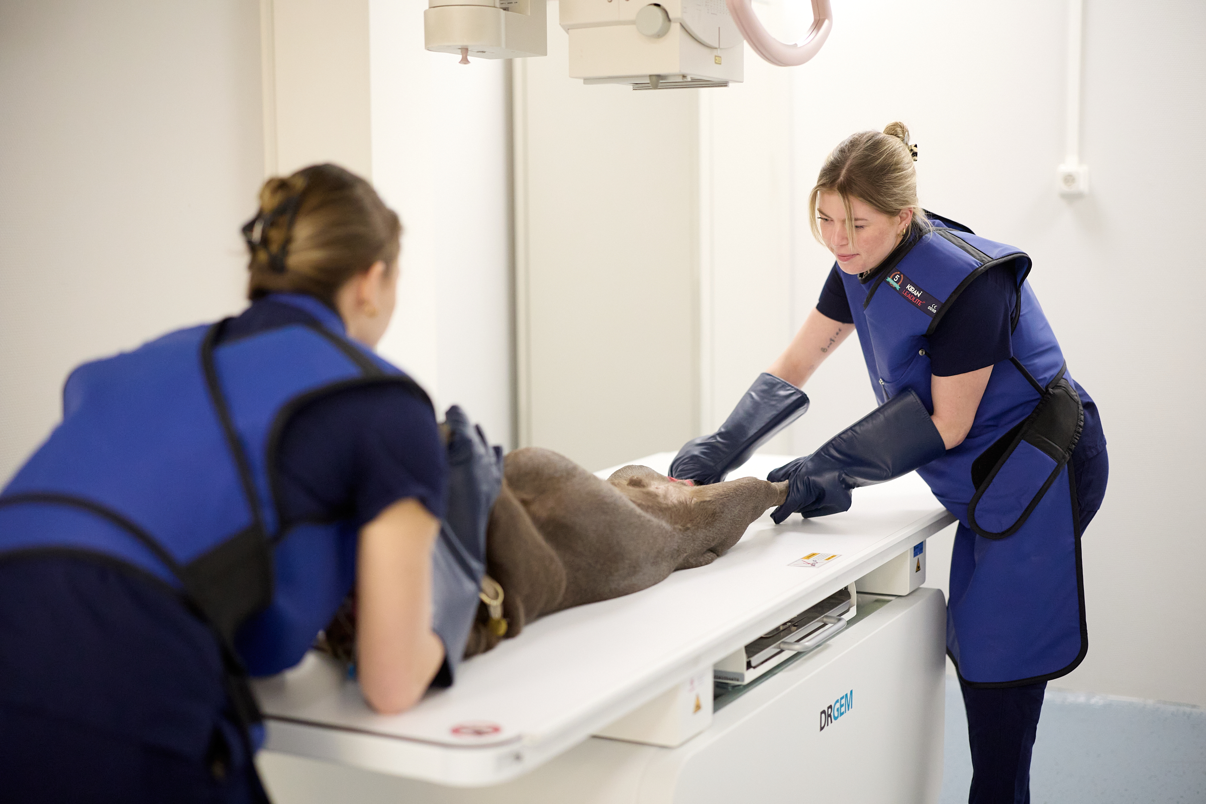 Hond op de tafel voor rontgenfoto's van de heup