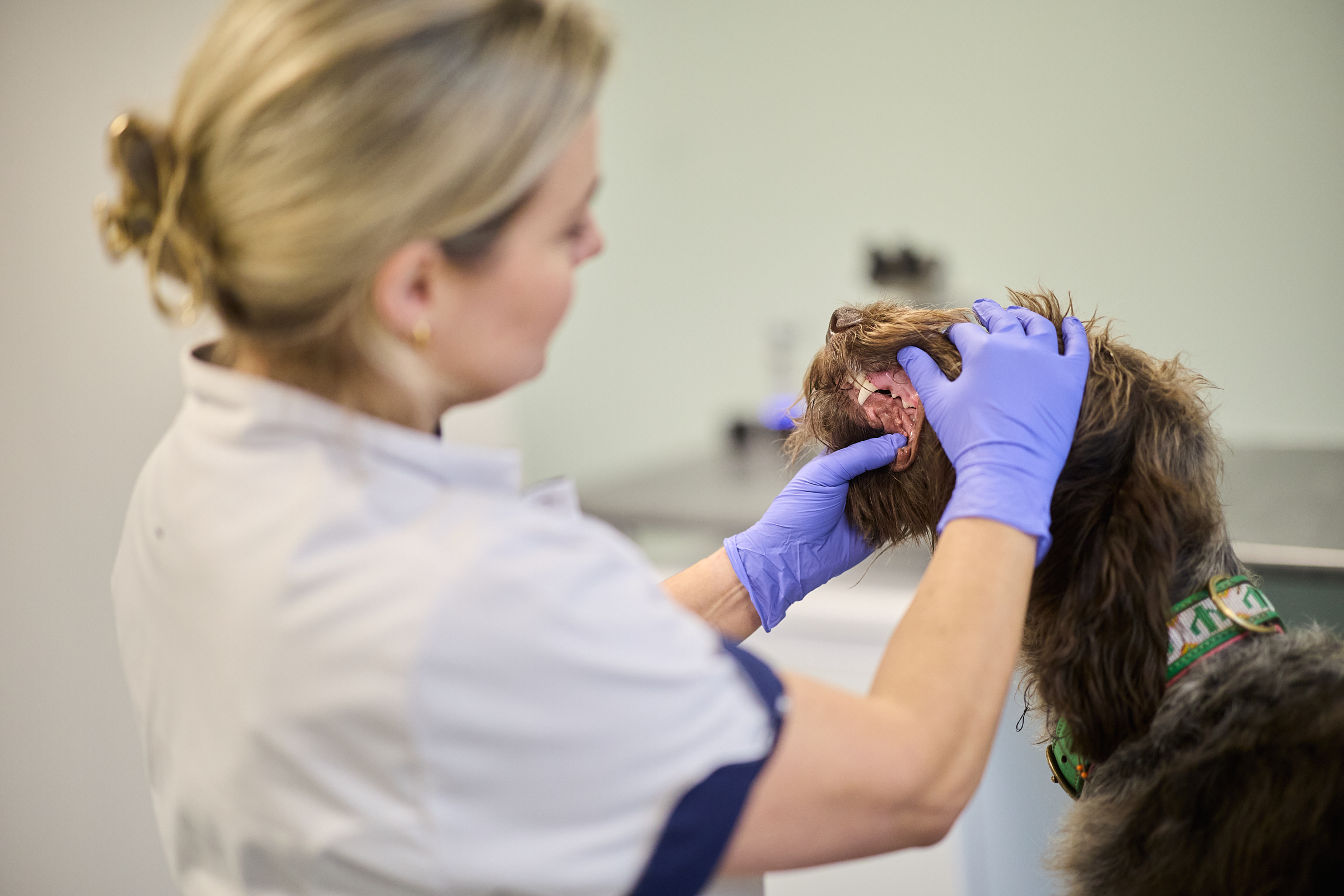 Help, mijn hond stinkt!