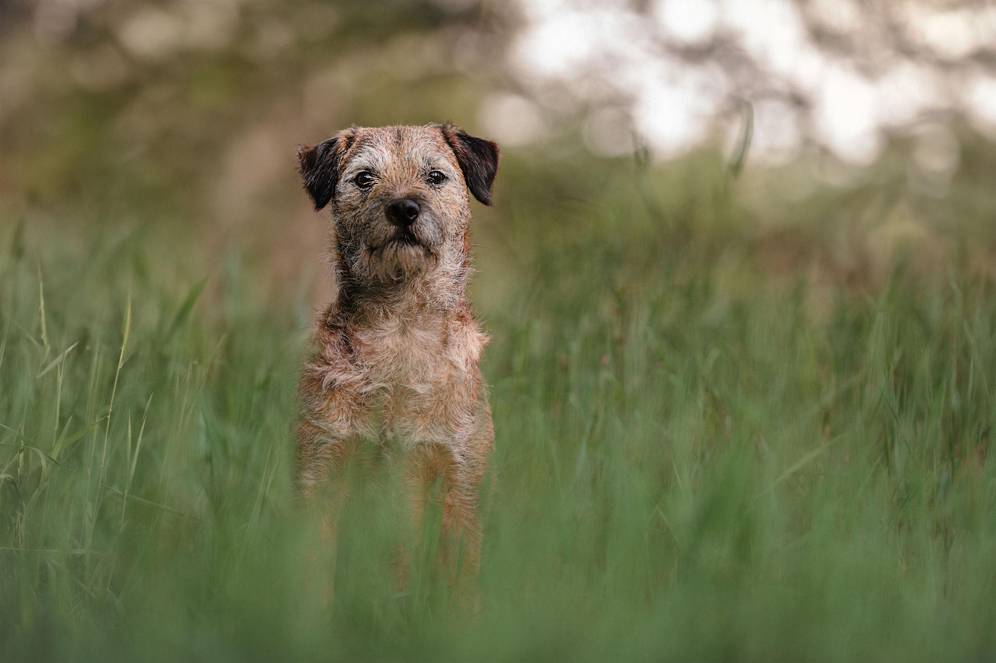Voorjaarskriebels bij honden: zo help je je viervoeter door het seizoen!